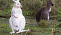 White Wallaby in the WILD