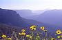 Flowers and the Blue Mountains