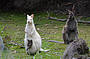 The illusive albino Wallaby. We know the hidden hot spots. So keep your eyes peeled