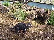 Tassie Devil