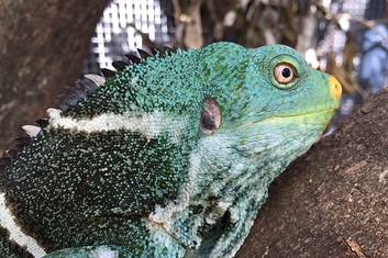 Fijian Crested Iguana